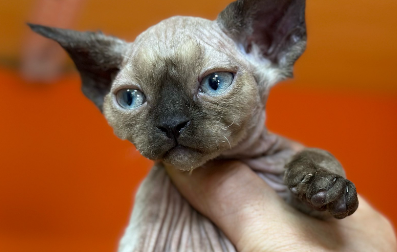 “云投喂”流浪猫：莫让商业利益大过社会公益