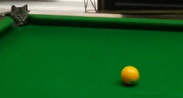 猫咪钻进台球洞帮主人接球。网友：这球进的有猫腻