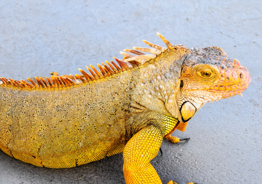 走红的“异宠”，带来传染病风险大不大