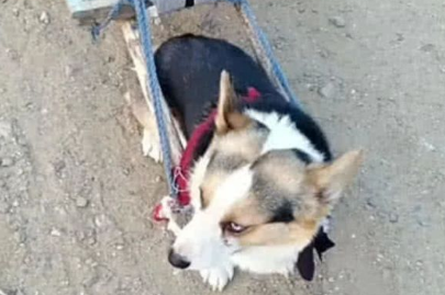 柯基狗送回老家，一个月后老爸打来电话：这狗还有吗？再来几条