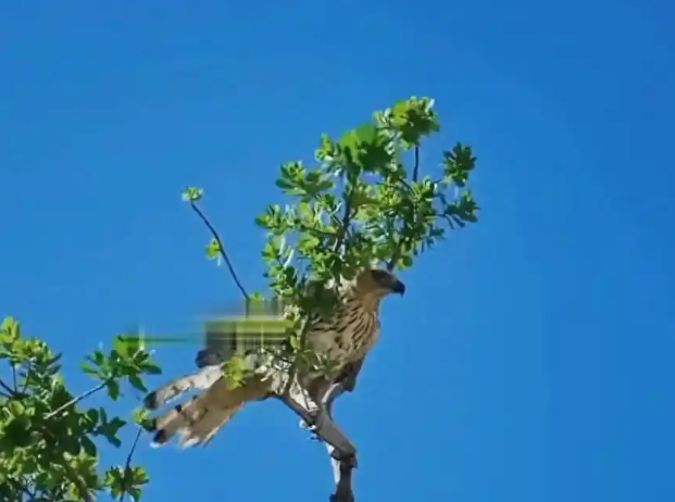 老鹰想偷袭小鸡！母亲为了保护孩子，把老鹰逼到了死角！