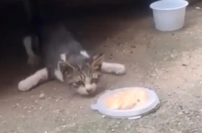 投喂多天的小流浪猫消失了，它再次出现时，竟无法直立行走