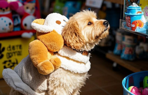 智慧养宠时代来临，科技如何重塑3000亿“它经济”新生态