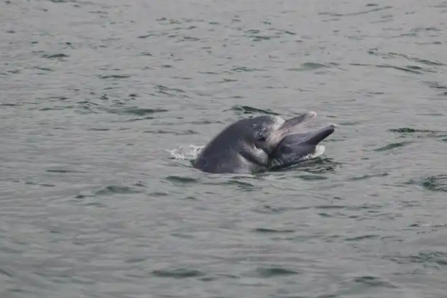 世界海洋日 法国女科学家讲述保护中华白海豚的科研奥秘