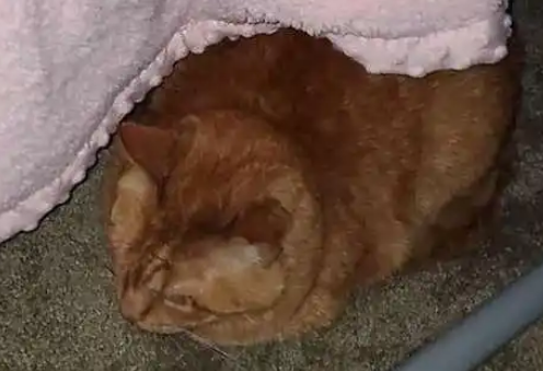 猫咪表面不搭理小主人，晚上却偷偷爬上床守护