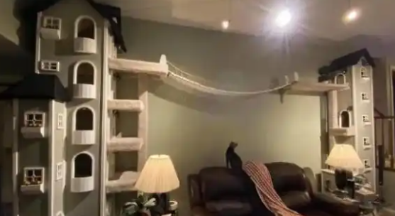 猫咪都玩疯了：朕很是满意