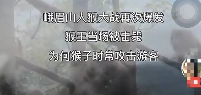 辟谣！“四川峨眉山发生人猴大战，游客坠崖，猴王被射杀”