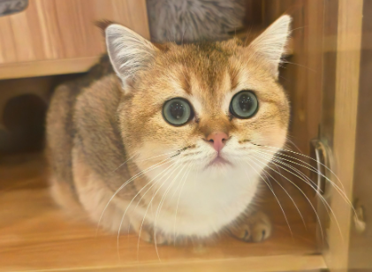 小萌宠里的大生意，宠物经济发展迅速！