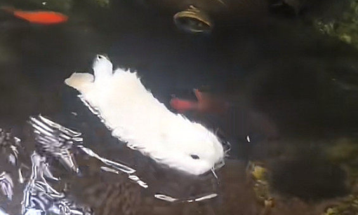 兔子能游泳？宠物医生：入水=玩命