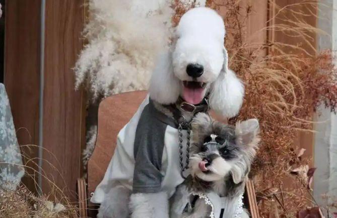 中毒宠物狗仍在增加：犬主标注防毒地图