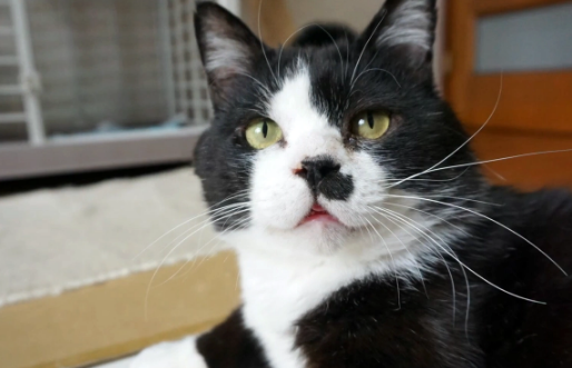 羡慕家猫的流浪猫，连续6个月上门求收养，猫：我能加入你们吗？