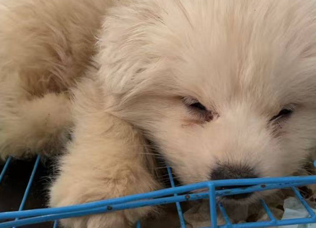 女子网购宠物遇陷阱！到货的“萌宠”是病狗