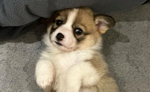 宠物满月宴引发热议，你如何看待这件事？