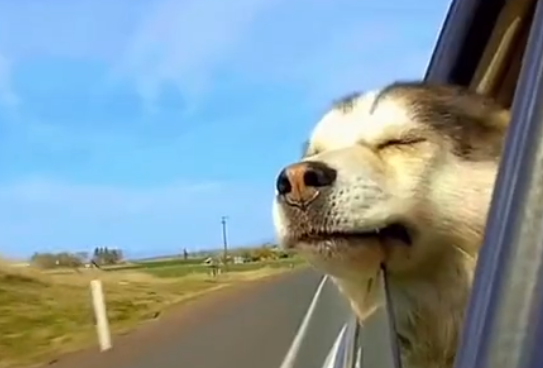 “携宠游”或迎热潮！宠物友好型民宿“五一”预订量增长超八成