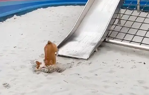 柯基玩滑滑梯时，不小心摔倒狗头直接插进了沙子里