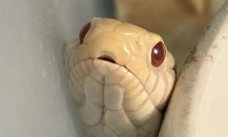 蛇年到宠物蛇卖得好，单价从几百元到上万元不等