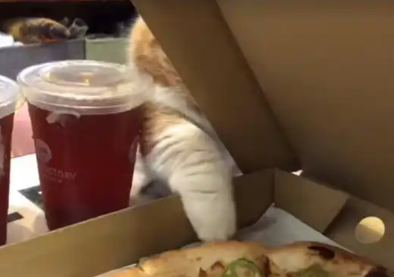 主人吃外卖，猫咪伸出猫爪偷吃够不着，主人忍不住笑喷