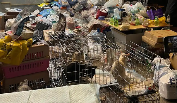 490余只小猫贵阳获救！目前已分流安置到多家宠物医院