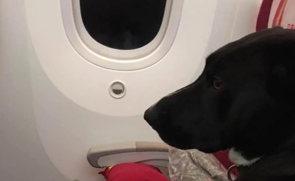 航司竞相布局 “宠物进客舱” 服务，为铲屎官提供便利