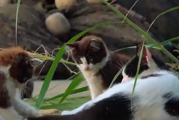 猫爸不小心把小猫丢进下水道，边掏边偷瞄猫妈