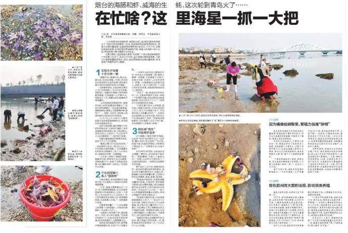 青岛海边现大量“未成年”海星，市民赶海10分钟抓一桶！