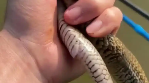 男子被毒蛇咬伤，忍痛去抓又来一口