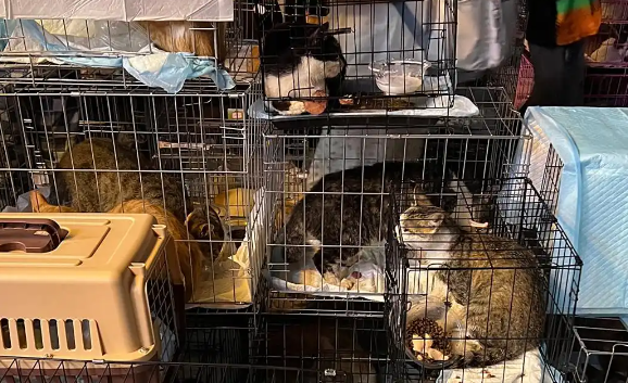 490余只小猫贵阳获救！目前已分流安置到多家宠物医院