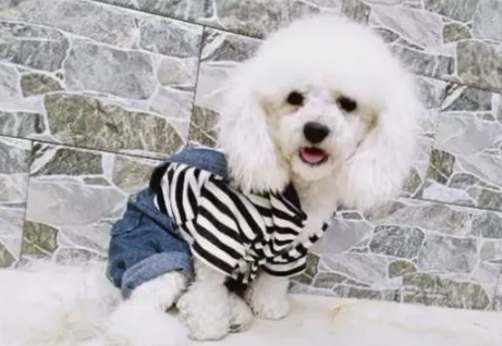 临时有事把狗放爷爷家养10天，去接的时候懵了