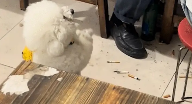 狗子跟客人要肉吃，给客人作揖。网友：善良摇粒绒