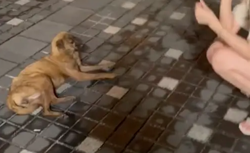 流浪狗趴在路上三天没动弹，好心人送医发现它双腿断了