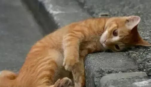 给流浪猫社区“安家”会带来多少问题