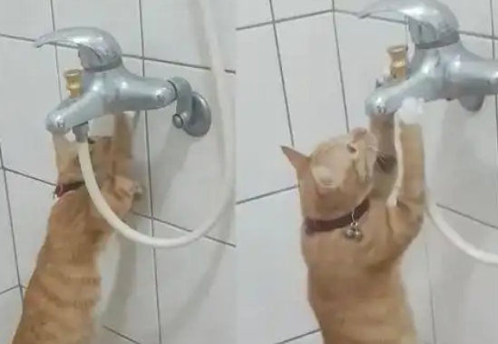 橘猫发现水龙头漏水，化身“维修工”仔细检查