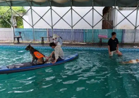 专业宠物乐园成宠主社交新据点