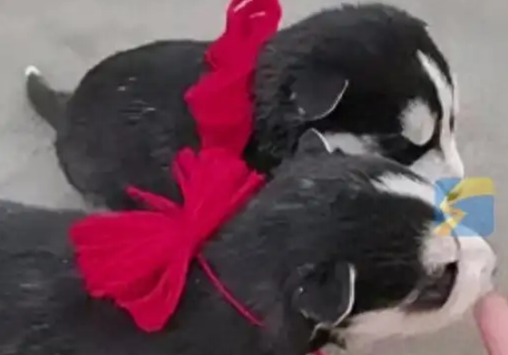 河北村民给狗办满月宴引争议，被指违背道德良俗