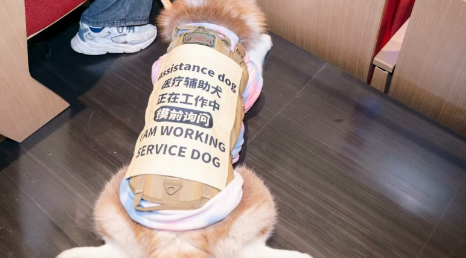 宠物友好剧院什么样？医疗辅助犬可可走进九棵树