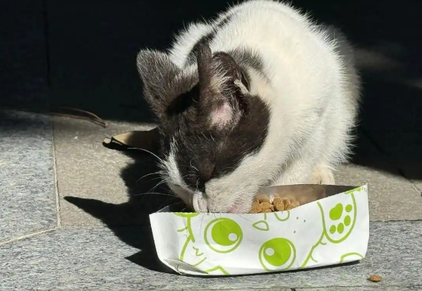 以爱之名，猫猫驾到！一场跨界“Party”将在广州兰圃上演