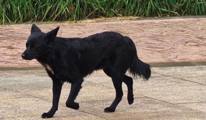 投喂流浪动物伤人，民法典如何规定责任？