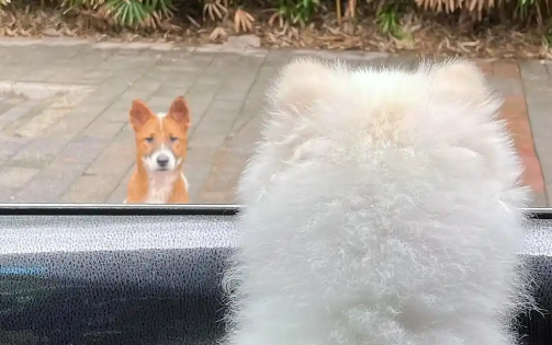 那只穿着小衣服，在寒风里苦等主人的狗狗，不知自己早已被抛弃