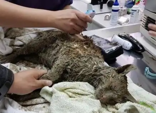 猫咪掉进水泥柱，被救出时成了“泥猫”，眼睛留下后遗症