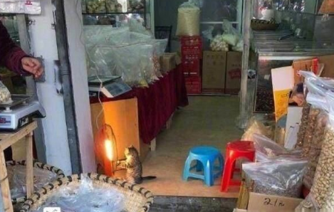 主人忙着做生意猫咪却在烤火，不过喵星人的表情可把客人都逗笑了