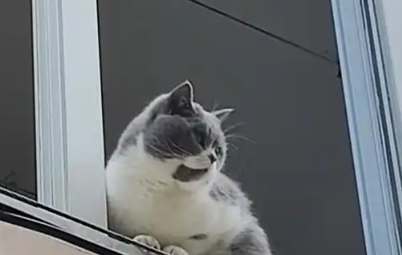 猫咪在玻璃门前摇头晃脑试探玻璃门位置。网友:搁这舞狮呢 