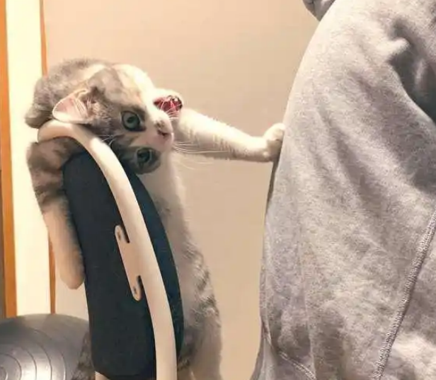 男主人坐了椅子，猫立马跳上去推人，主人无奈让位