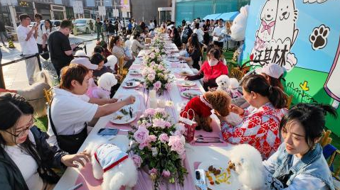 “它经济”迈向品质生活 创业者为“毛孩子”定制新日常