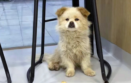 那只被丢在机场，四处寻找主人的狗狗，没找到主人却有了家