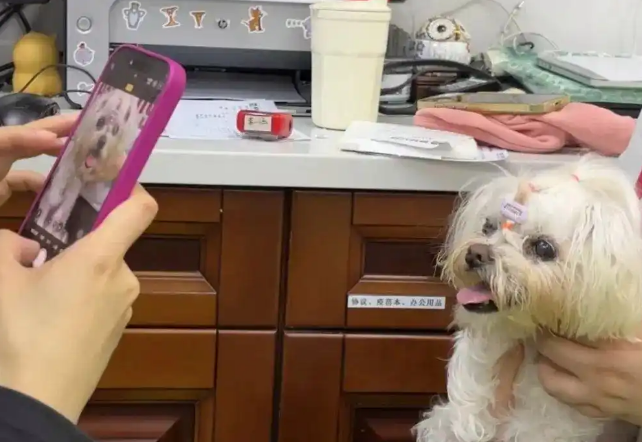 “这只小狗肝阳上亢，要降肝火”！