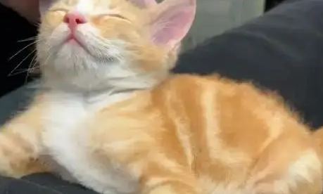 两只流浪猫的城市蜕变记！ 