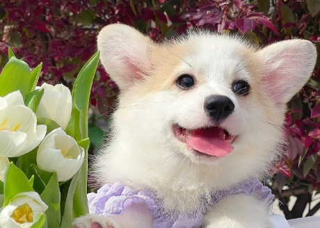 宠物经济长期价值已显现