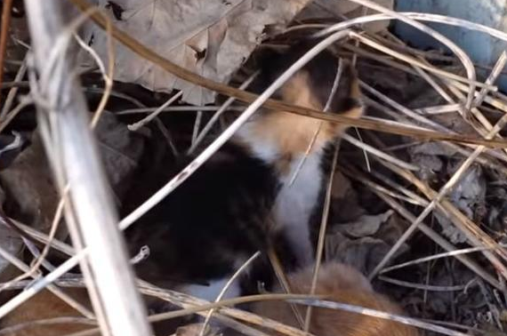 流浪猫妈脊椎断裂却拼命保护孩子，确认安全后默默等待死亡...