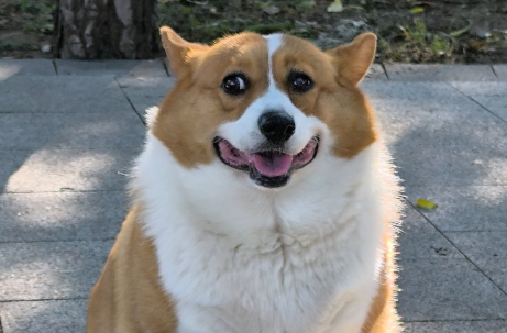 离异女子立遗嘱给狗狗留了十几万元！