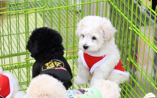 “萌宠奇妙日”开启宠物经济新热潮